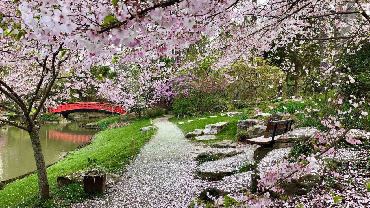 Flowering trees and a garden path at Sarah P. Duke Gardens